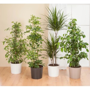 Verschiedene Zimmerpflanzen in Übertöpfen der Marke Scheurich, Modell 883, in unterschiedlichen Farben.