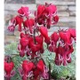 Zwergherzblume Burning Hearts - Dicentra formosa