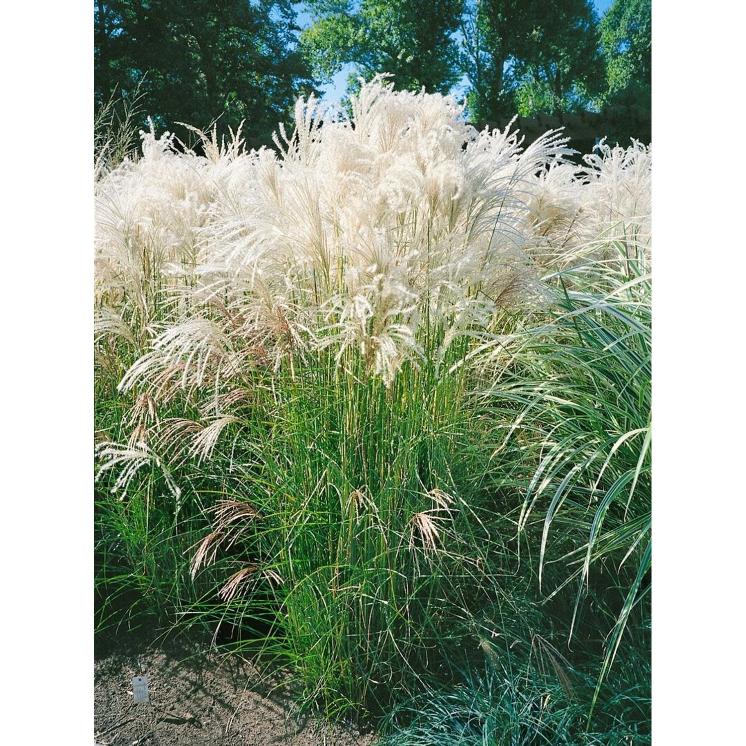 Miscanthus Sinensis Yaka Dance Chinaschilf 2-3 Liter Container günstig online kaufen