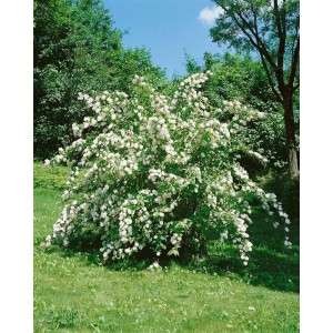 Blühender Maiblumenstrauch Deutzia Magnifica mit weißen Blüten im Garten.
