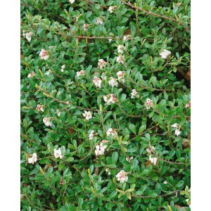 Immergrüne Bärentraube Arctostaphylos Uva-Ursi mit kleinen, weißen Blüten als Bodendecker.