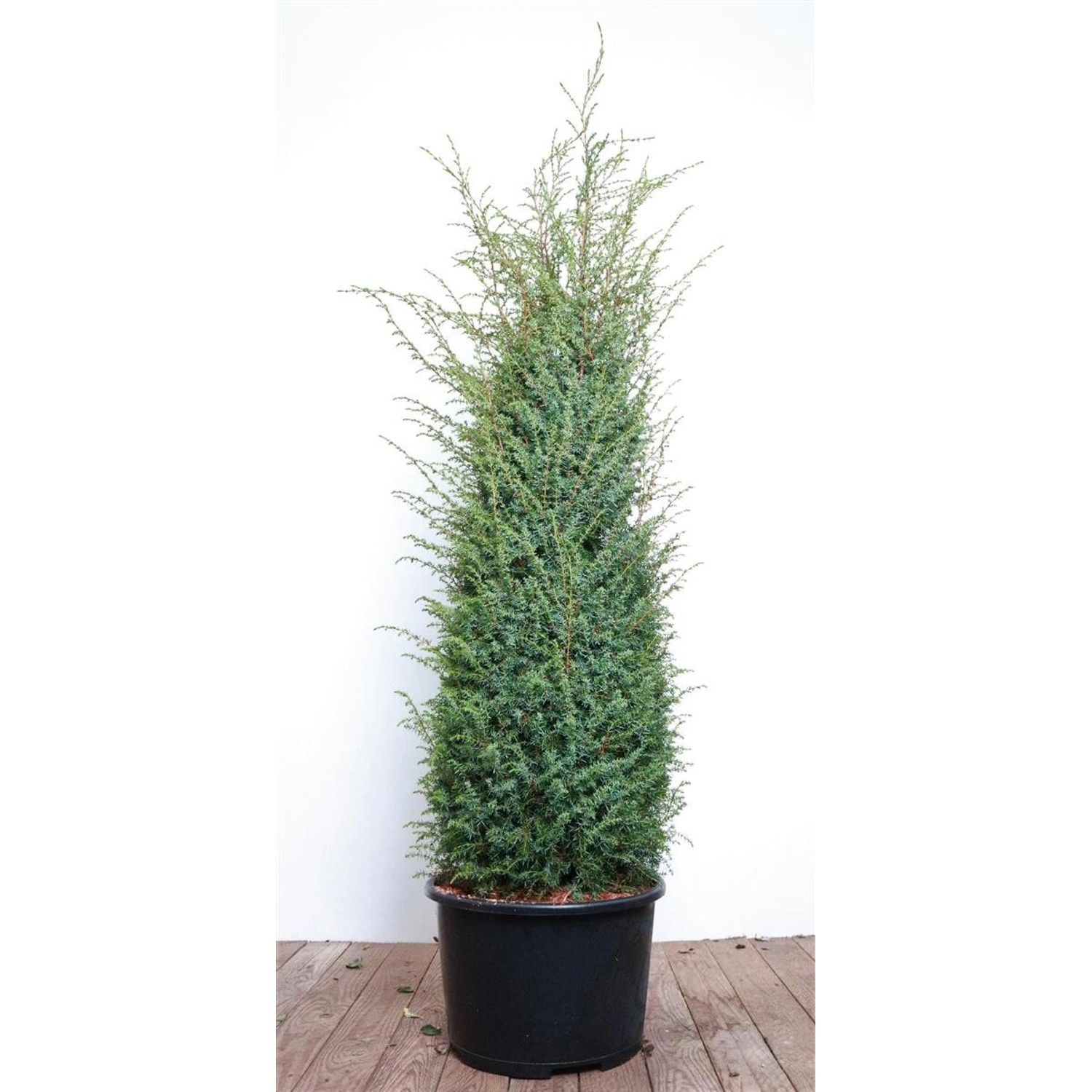 Juniperus Communis Excelsa Wacholder 100–125 cm günstig online kaufen