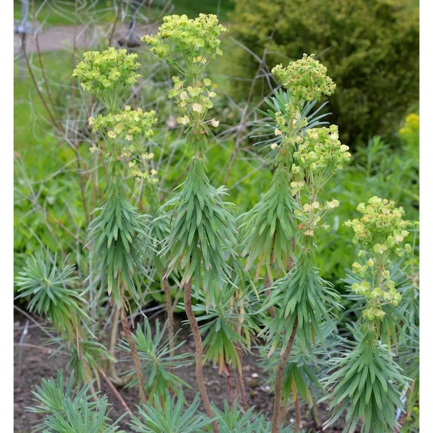 Garten-Wolfsmilch - Euphorbia characias