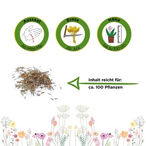 Deine Gartenwelt Zitronengras Samen: Illustration zu Aussaat, Ernte und Pflanzenhöhe.