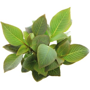 Dennerle Aquariumpflanze Hygrophila Corymbosa Kompakt mit grünen Blättern.