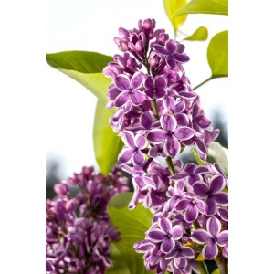 Nahaufnahme des zweifarbigen Flieder 'Sensation' (Syringa vulgaris) mit purpur-weißen Blüten.