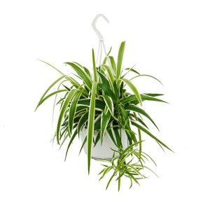 Grünlilie Chlorophytum im 15cm Topf als Ampelpflanze mit grünen, weiß gestreiften Blättern.