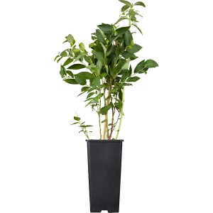 Heidelbeere Bluecrop im 2 l Topf, ca. 20-30 cm hoch, mit grünen Blättern.