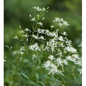 Staudenclematis Recta: Clematis recta mit kleinen, weißen Blüten als Kletterpflanze.