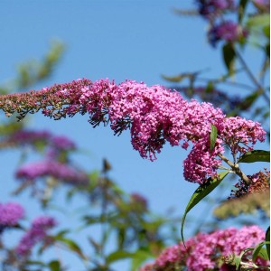 Nahaufnahme des blühenden Sommerflieders 'Pink Panther' mit rosafarbenen Blütenständen vor blauem Himmel.