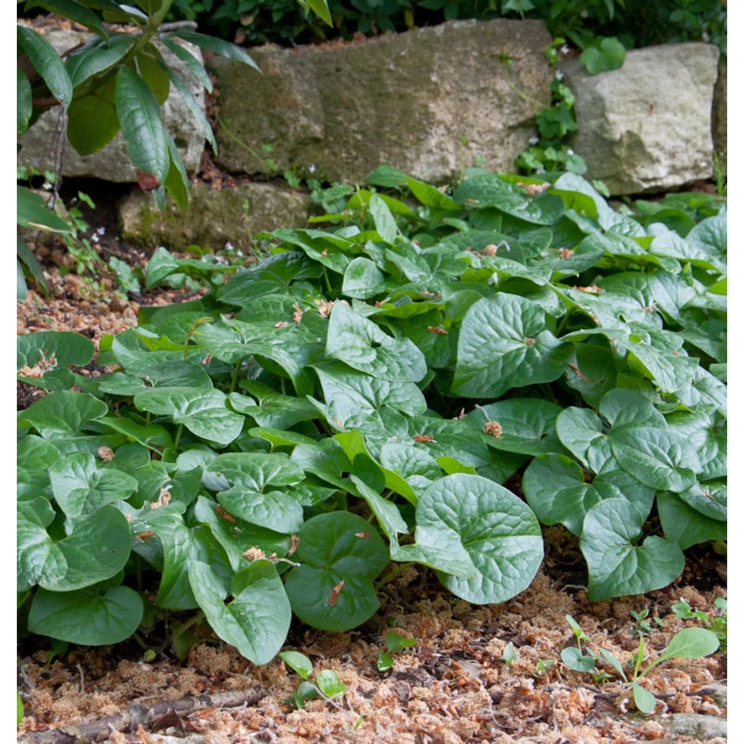 Große Chinesische Haselwurz Giant - Asarum maximum günstig online kaufen