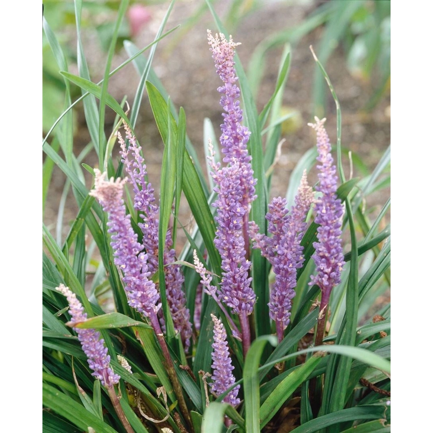 Liriope Muscari Big Blue Lilientraube 20-40 cm günstig online kaufen
