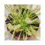 Kap-Sonnentau (Drosera capensis) im 9cm Topf. Fleischfressende Pflanze mit klebrigen Blättern.