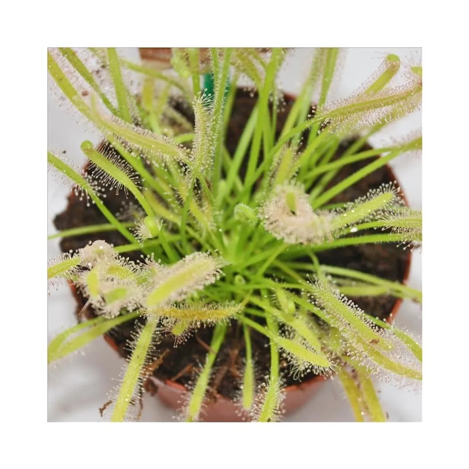 Kap-Sonnentau (Drosera capensis) im 9cm Topf. Fleischfressende Pflanze mit klebrigen Blättern.