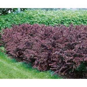 Blutberberitze Berberis Thunbergii Atropurpurea als Hecke mit purpurroten Blättern.
