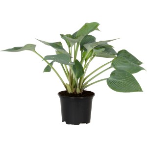Grüne Funkie (Hosta) im schwarzen Topf, ca. 13 cm Durchmesser. Dekorative Garten- und Terrassenpflanze.