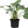 Grüne Funkie (Hosta) im schwarzen Topf, ca. 13 cm Durchmesser. Dekorative Garten- und Terrassenpflanze.