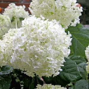 Nahaufnahme einer Ballhortensie Annabelle mit großen, weißen Blütenbällen.