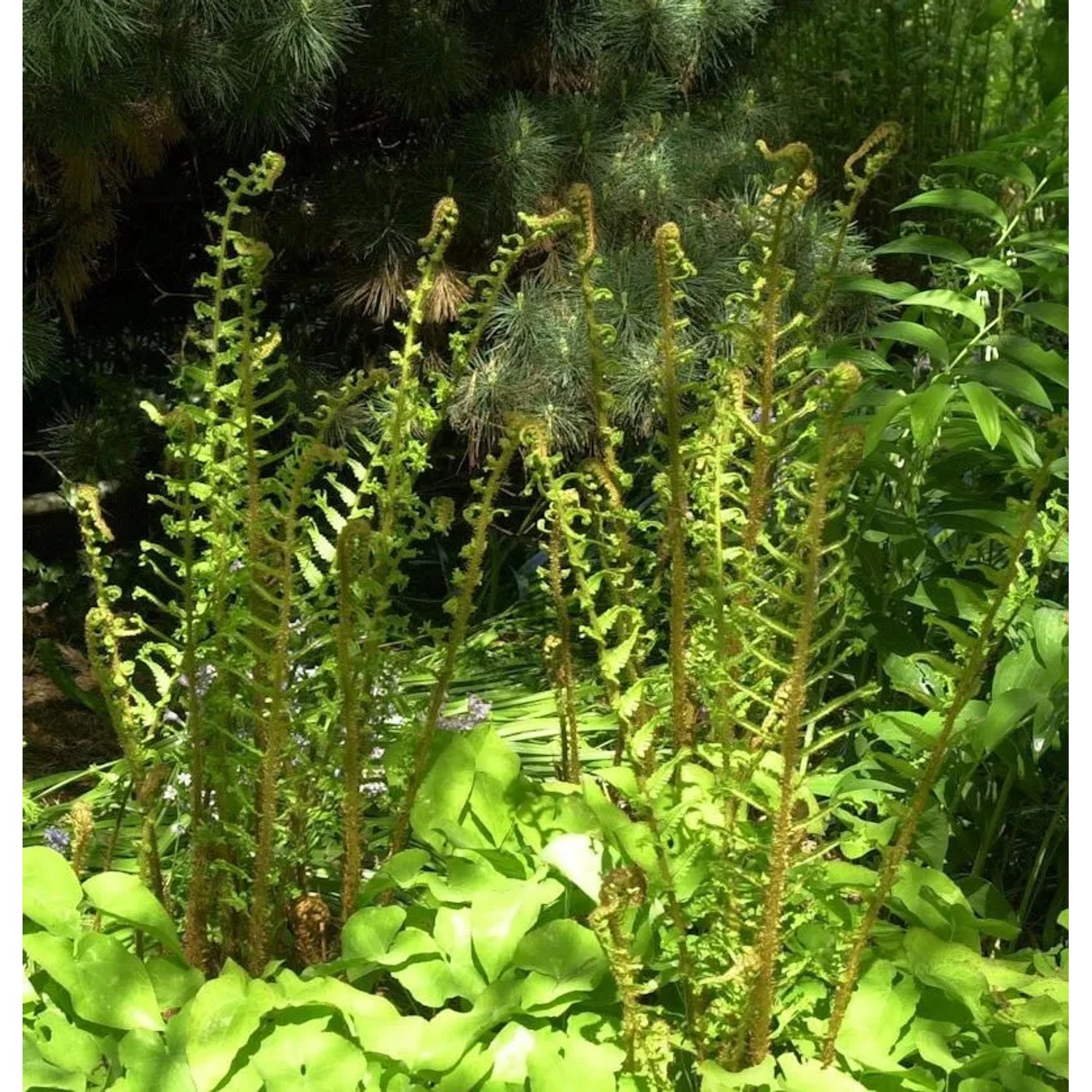 Krauser Wurmfarn Cristata - Dryopteris filix mas