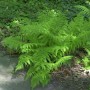 Grüner Wald-Frauenfarn (Athyrium distentifolium) im Gartenbeet. Schattenstaude.