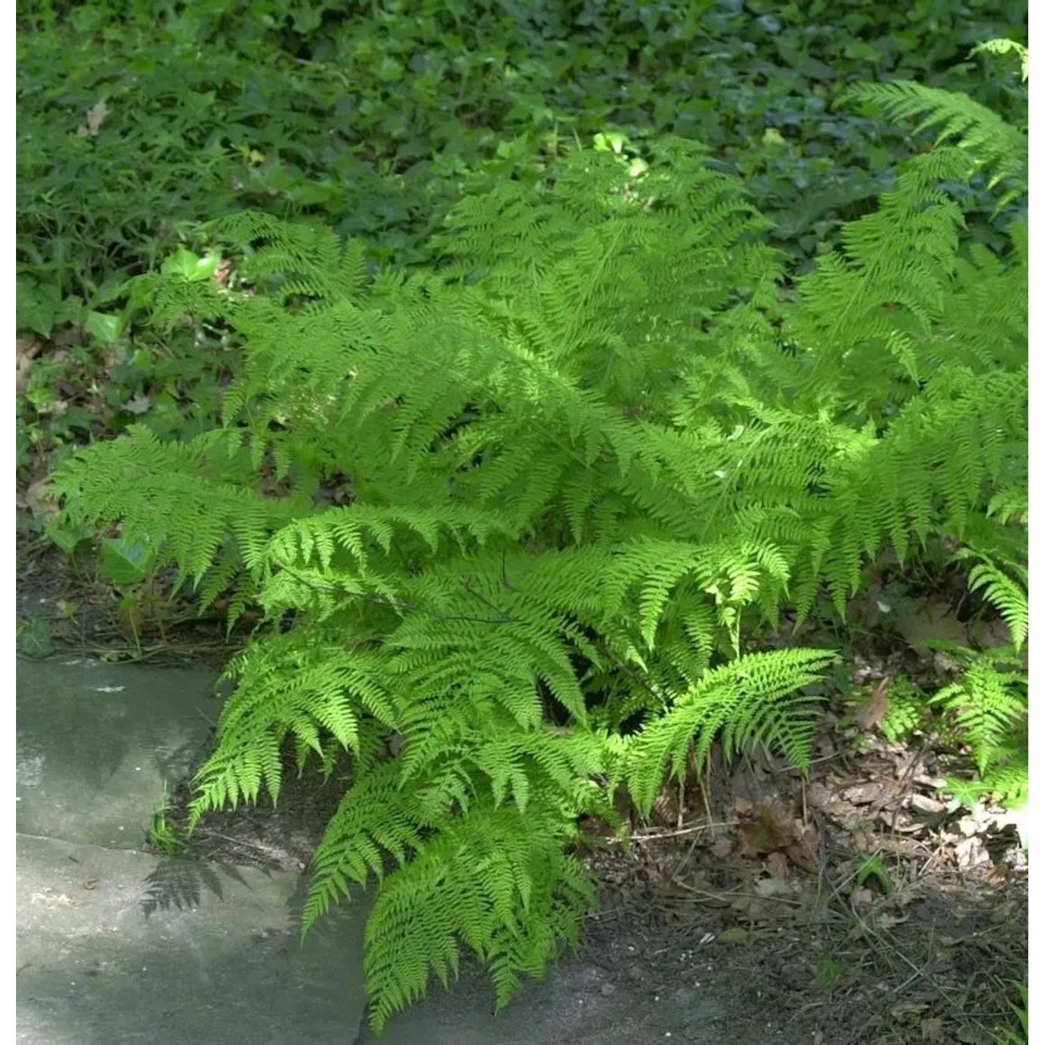 Wald-Frauenfarn  - Athyrium distentifolium