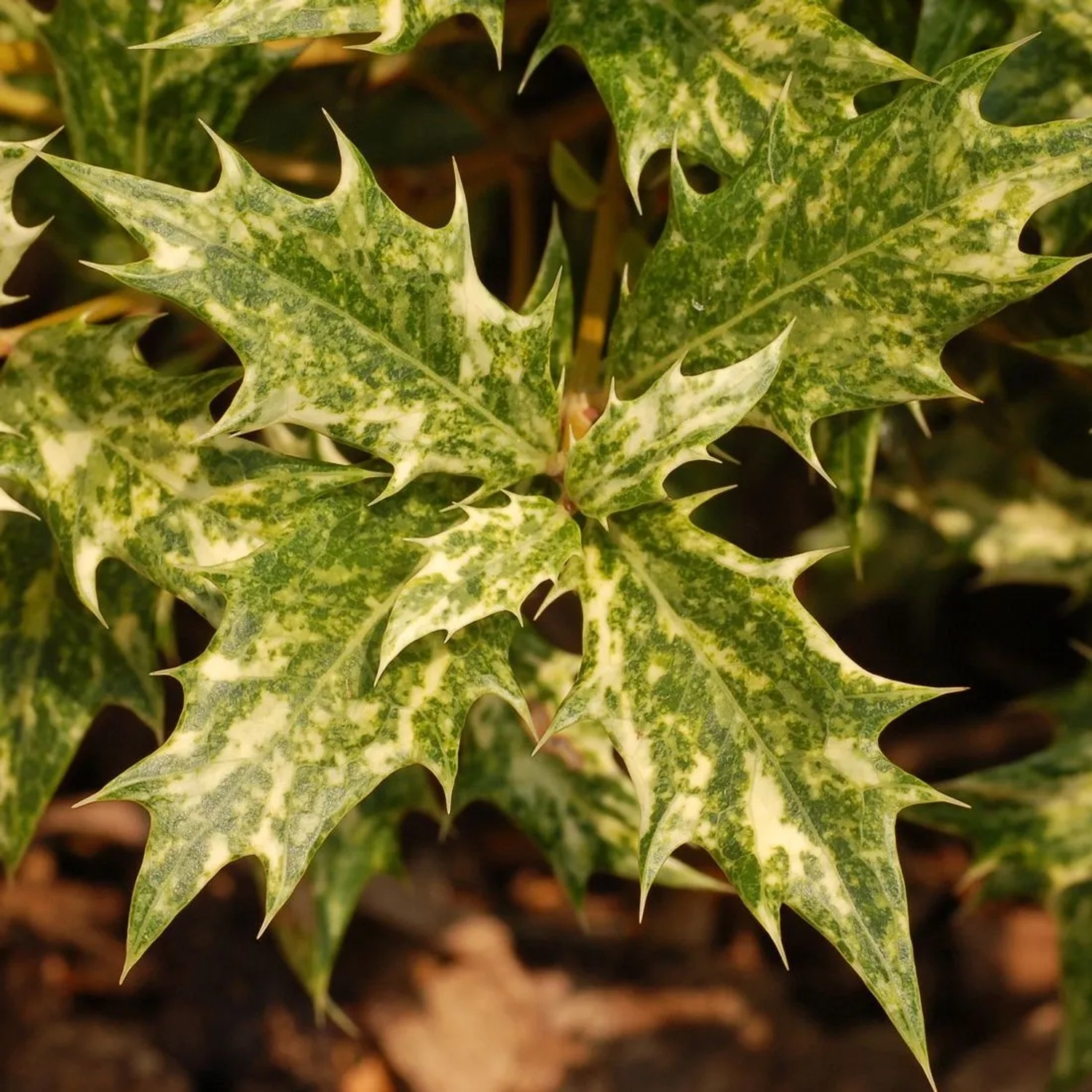 Duftblüte Osmanthus heterophyllus 30 bis 40 cm im Container Dunkelgrünes Laub