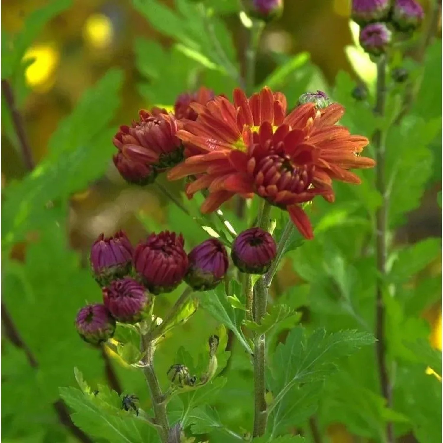Winteraster Oktoberpracht - Chrysanthemum hortorum
