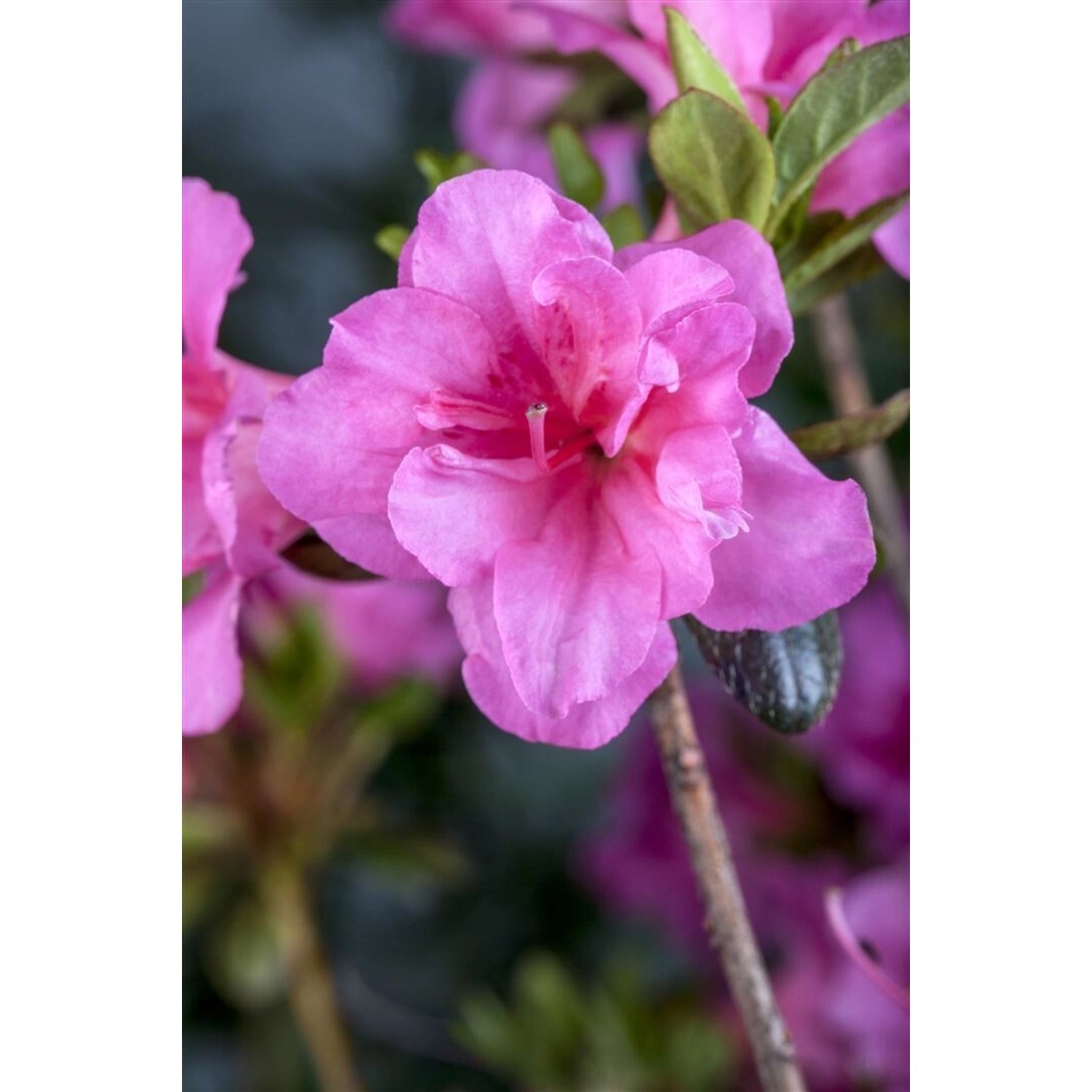 Rhododendron Obtusum Babuschka Azalee Rosa Blüten 25–30 cm günstig online kaufen