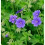 Blühender Pracht Storchschnabel 'Rosemoor' (Geranium magnificum) im Garten.