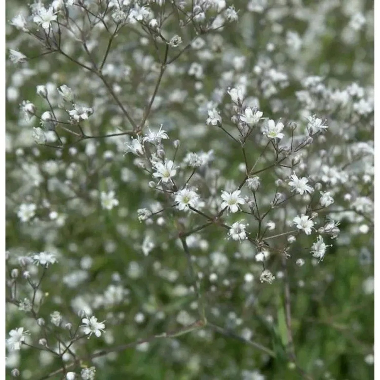 Riesenschleierkraut Schneeflocke - Gypsophila Paniculata