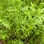 Detailaufnahme der Thujopsis dolabrata 'Nana', einer grünen Heckenpflanze mit feinen Blättern.