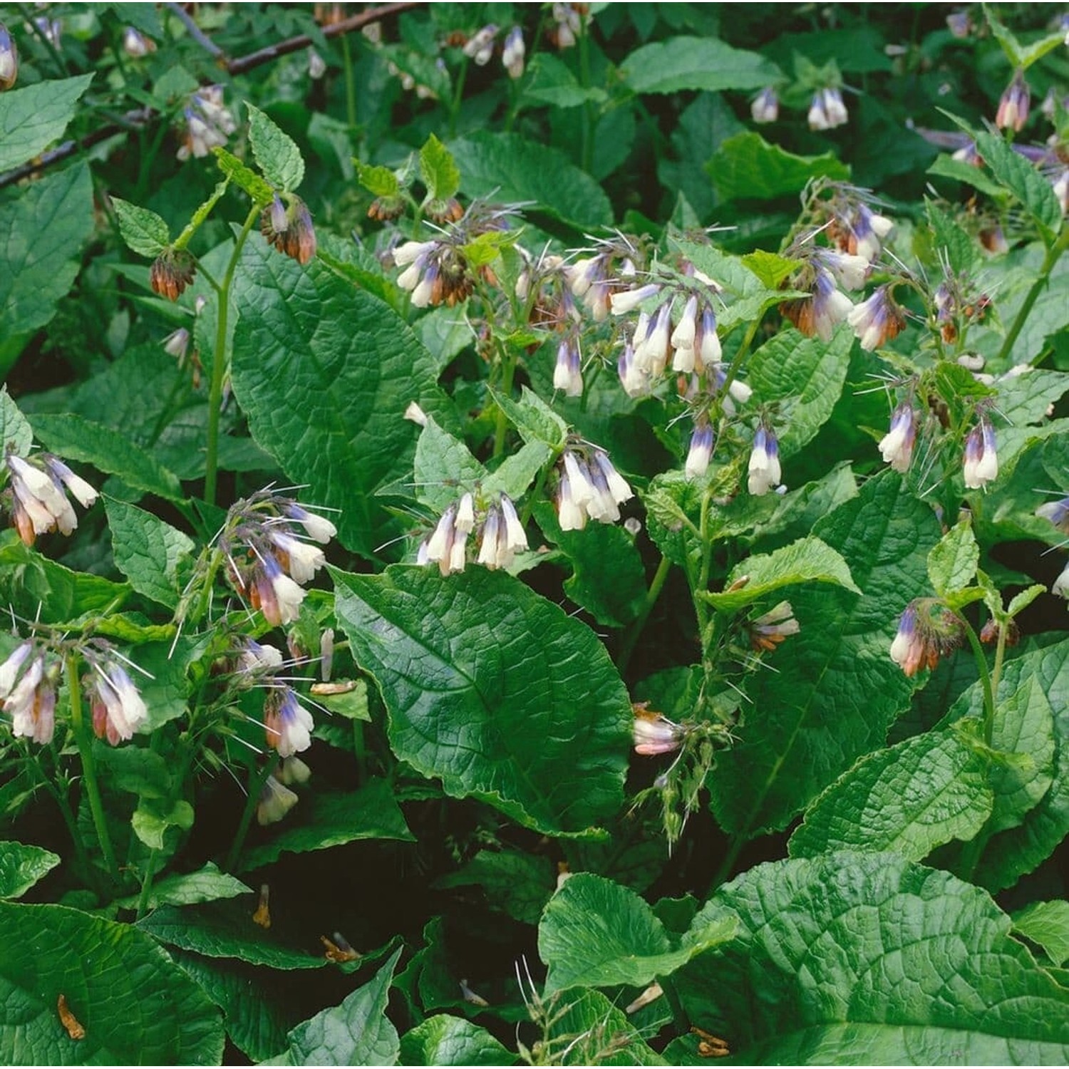 Symphytum Grandiflorum Hidcote Blue Kaukasus Beinwell Ca. 9x9 cm Topf günstig online kaufen