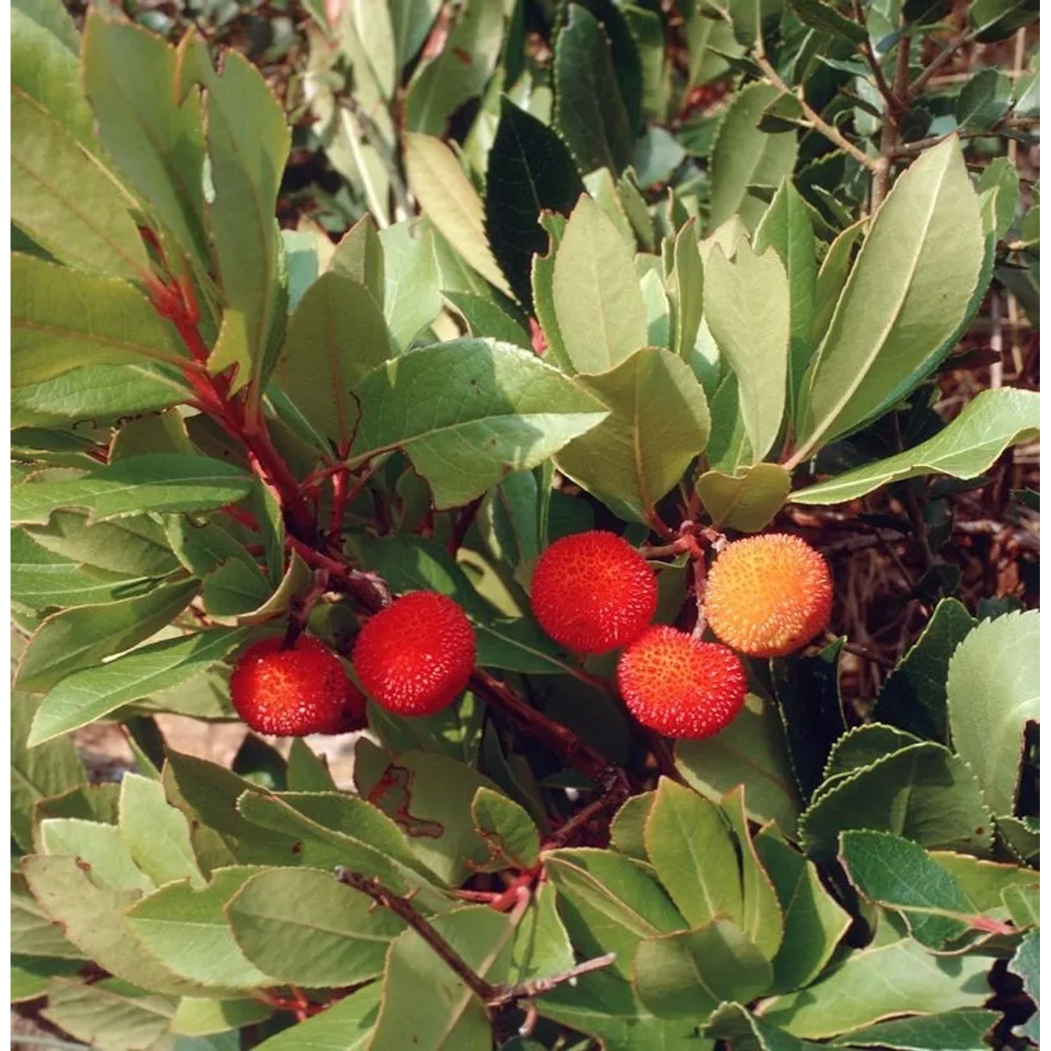 Erdbeerbaum Rubra 30-40cm - Arbutus unedo