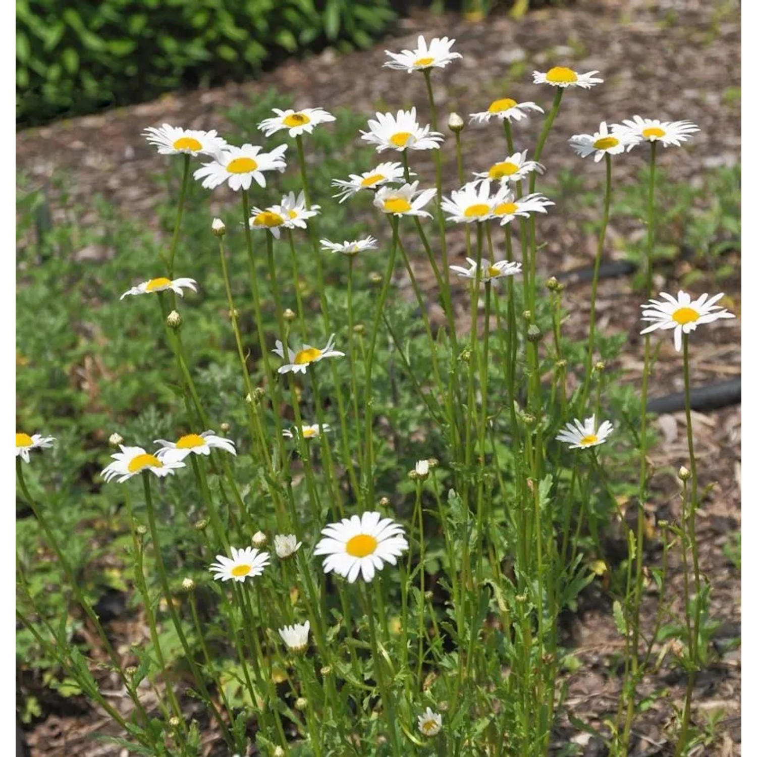 Gartenmargerite Maistern - Leucanthemum vulgare