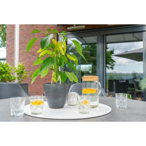 GROW by OBI Peperoni Tricolor im Topf auf Tisch mit Getränken.