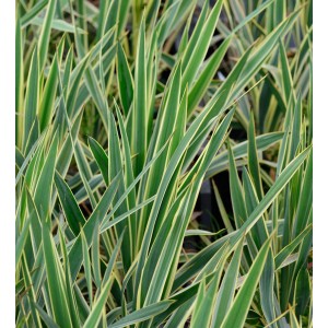 Nahaufnahme der Palmlilie 'Bright Edge' (Yucca filamentosa) mit grün-gelben Blättern.