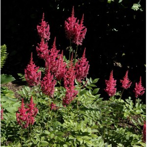 Prachtspiere 'Else Schluck' (Astilbe arendsii) mit roten Blüten im Garten.