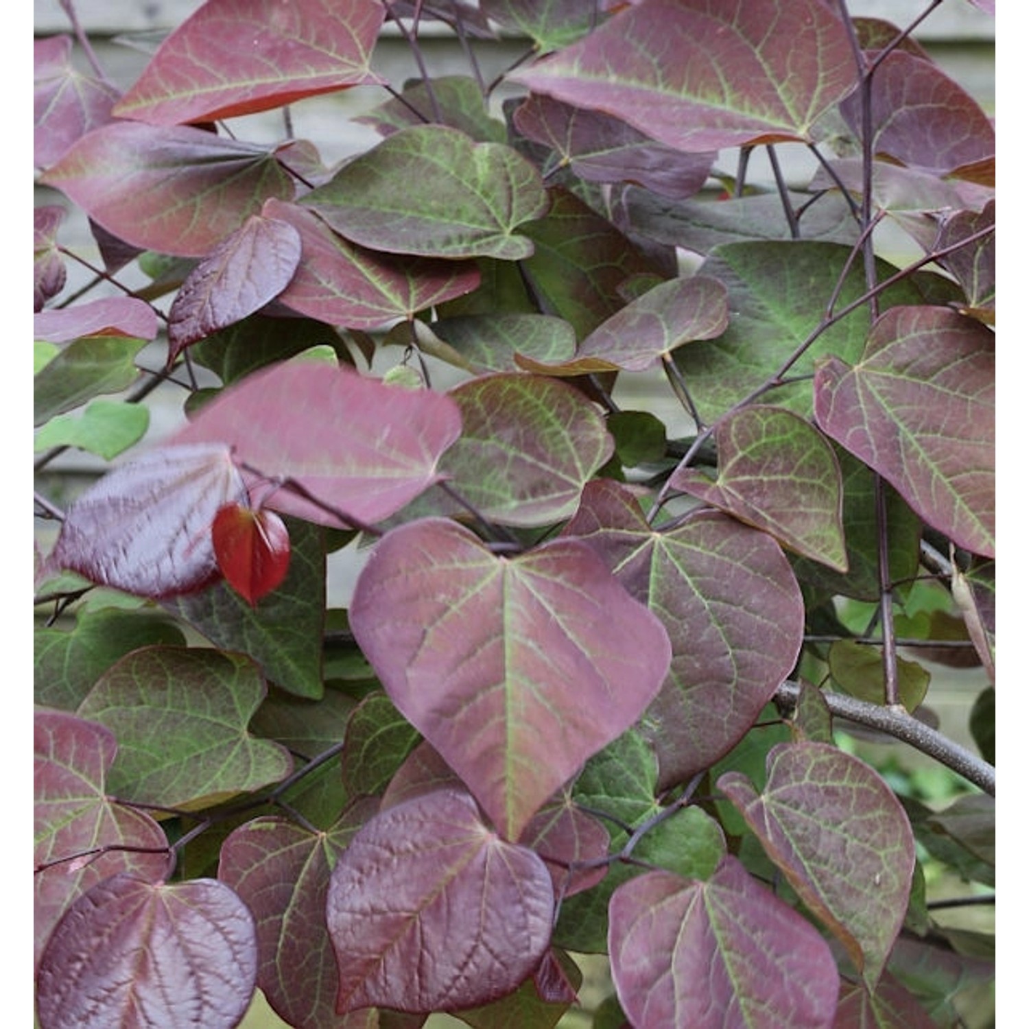 Kanadischer Judasbaum Ruby Falls 100-125cm- Cercis canadensis günstig online kaufen