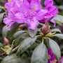 Rosa Rhododendron Hybr. Alfred Blüten mit Wassertropfen, Nahaufnahme.