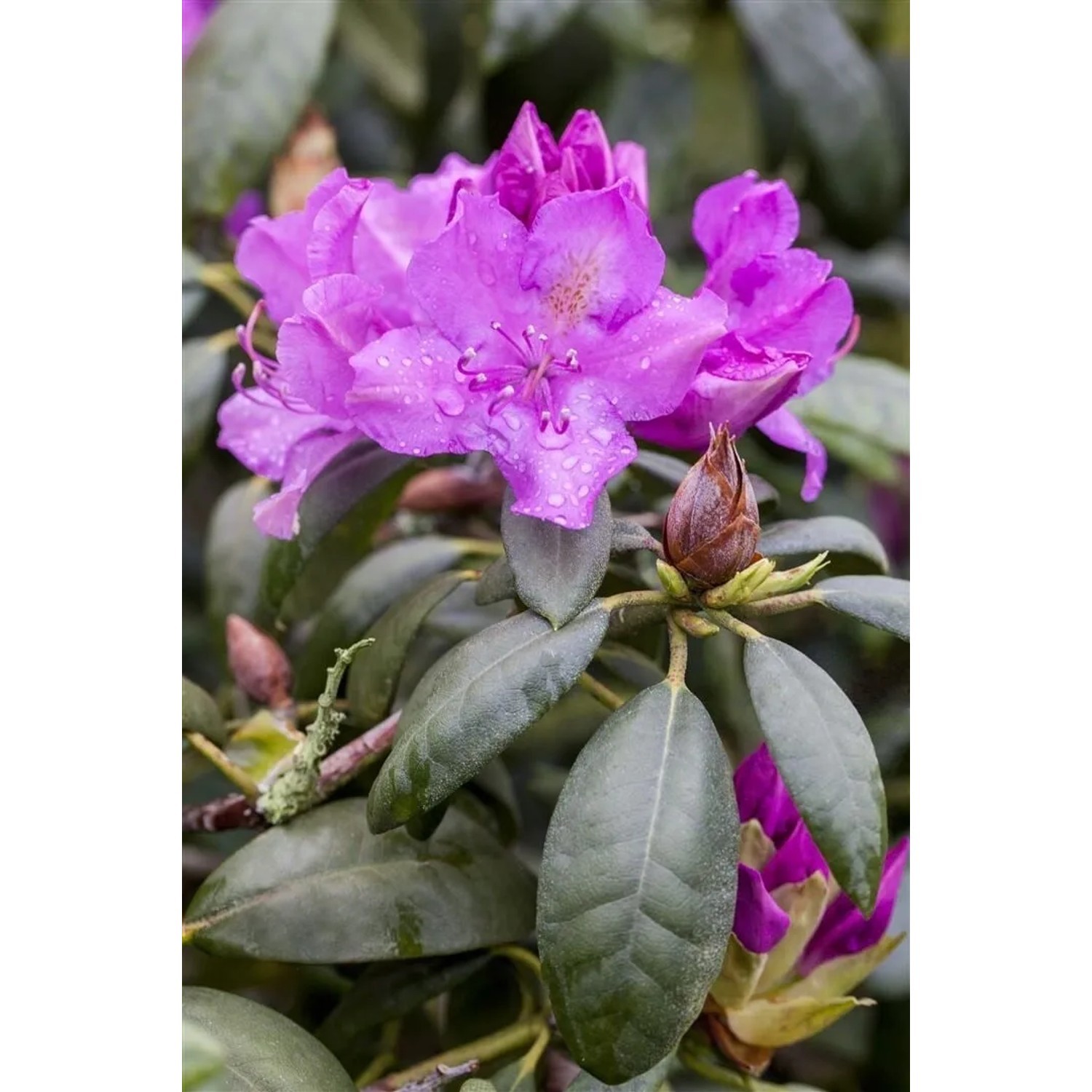 white rhododendron White Rhododendron Bush for Sale - PlantingTree.com - 3 Gallon