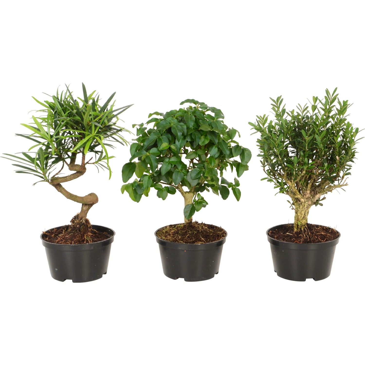 indoor plants bonsai Bonsai main image 1
