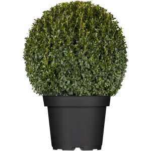 Buchsbaum Kugel im Topf, ca. 25-30 cm hoch, immergrünes Formgehölz.