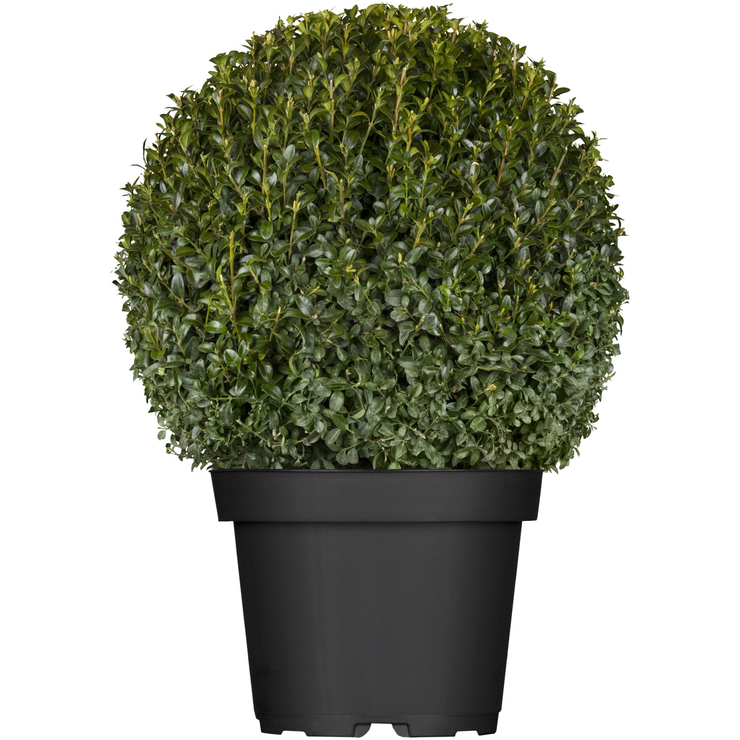 Buchsbaum Kugel Höhe 25 - 30 cm Topf ca. 5 l Buxus sempervirens günstig online kaufen