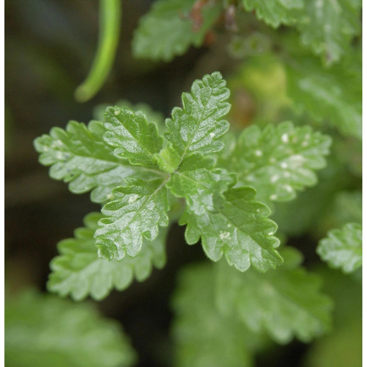 Echter Gamander Album - Teucrium chamaedrys günstig online kaufen