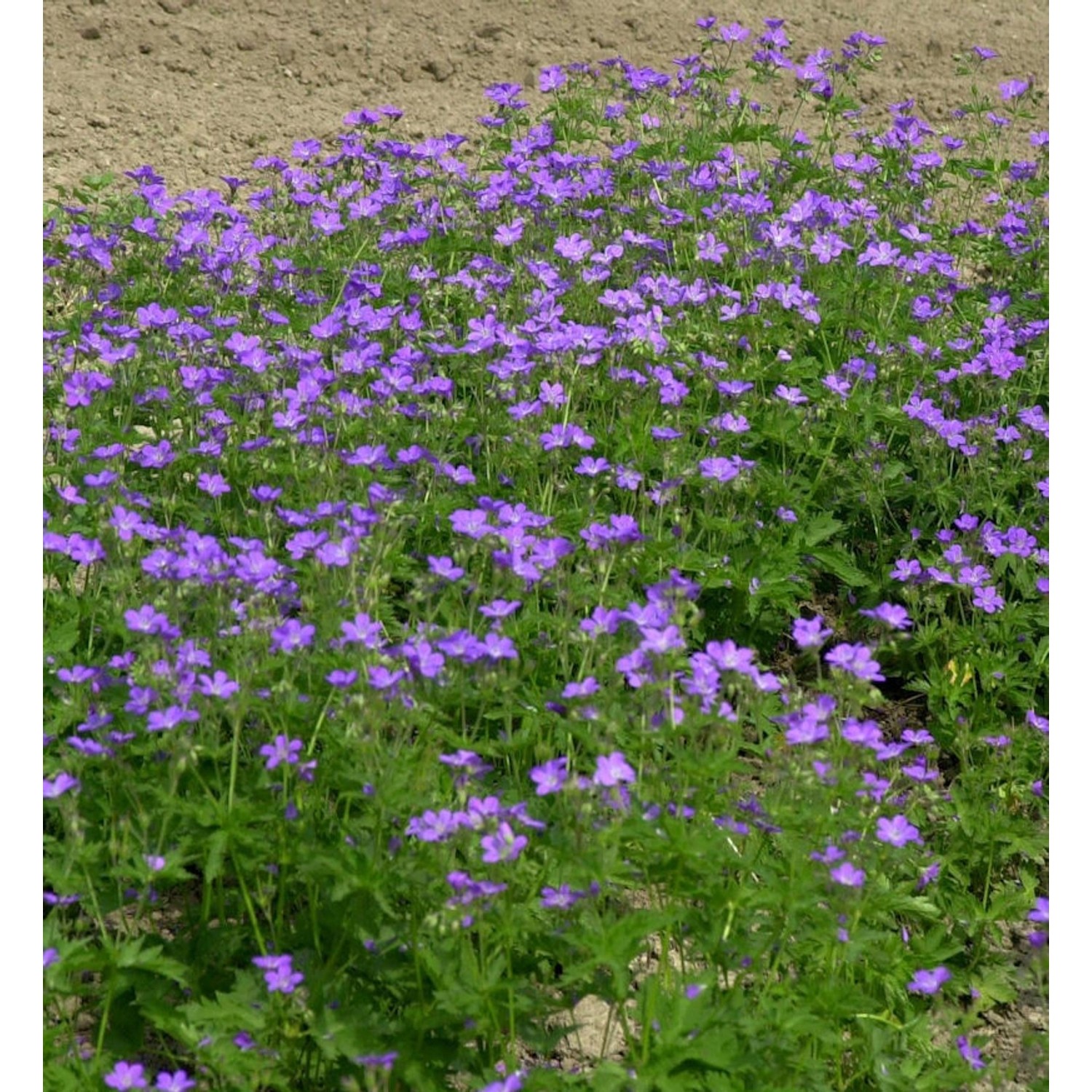 Waldstorchschnabel Amy Doncaster - Geranium sylvaticum günstig online kaufen