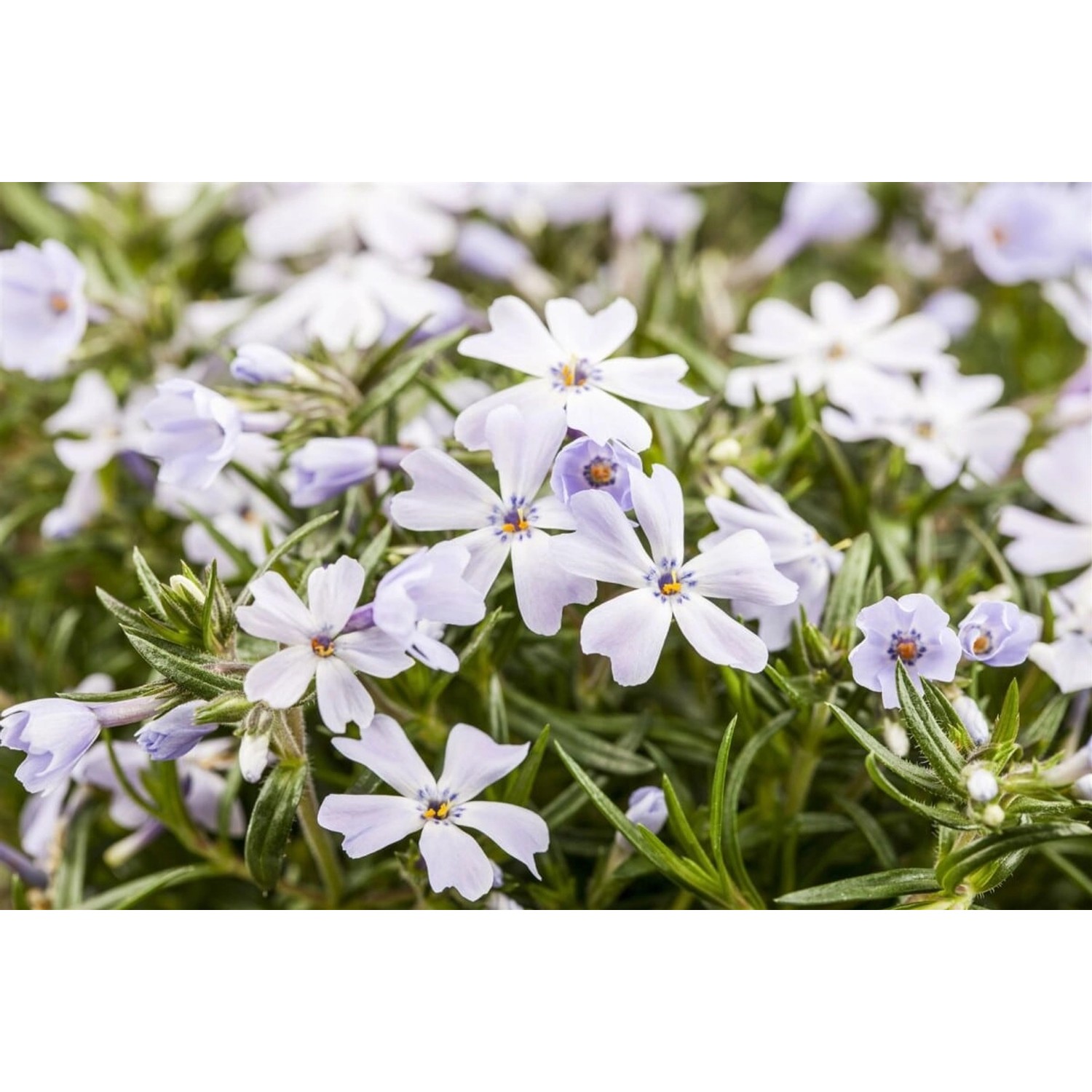 Phlox Subulata White Delight Teppichphlox Weiß 2 Liter Container günstig online kaufen