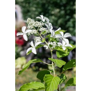 Rispenhortensie Great Star mit strahlend weißen, sternförmigen Blüten und grünen Blättern.