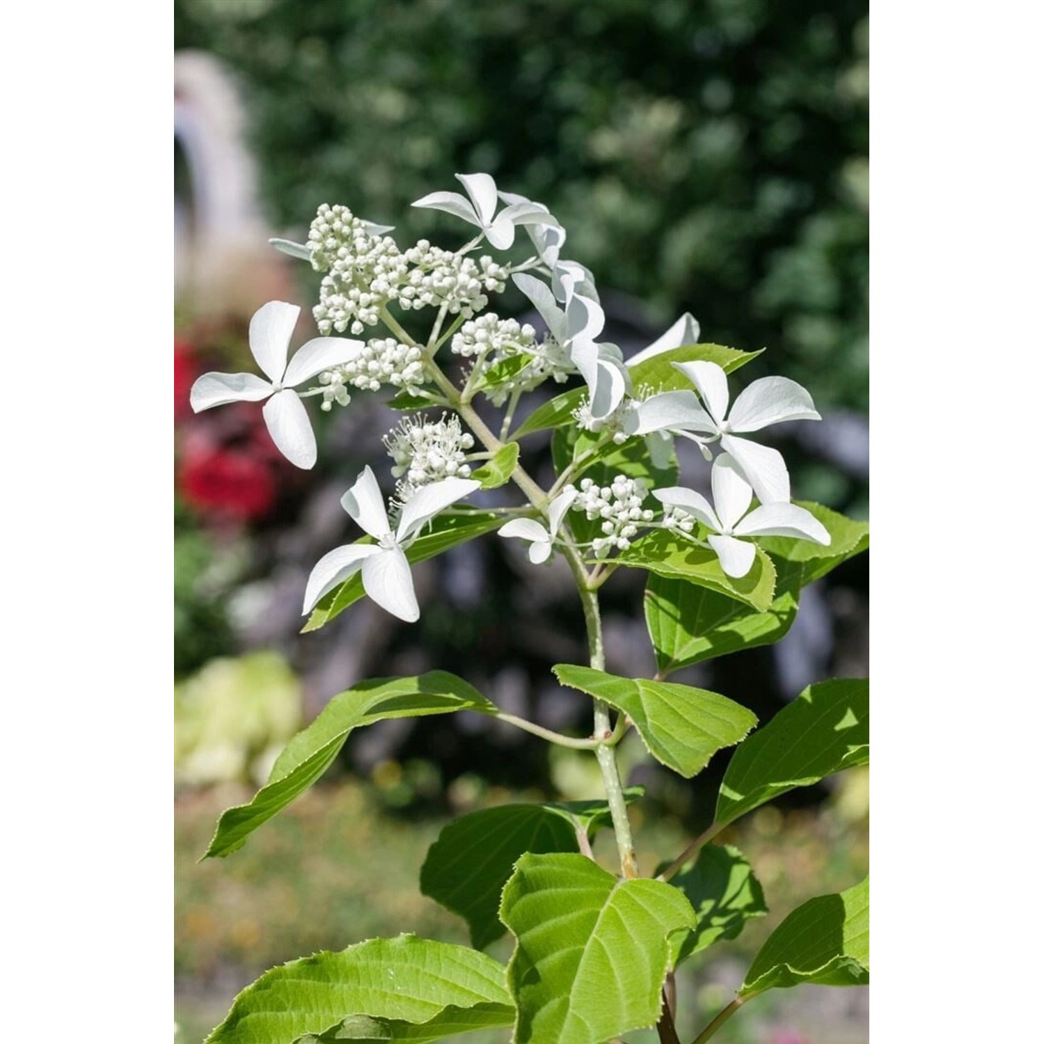 Hydrangea Paniculata Rispenhortensie Great Star 125-150 cm günstig online kaufen