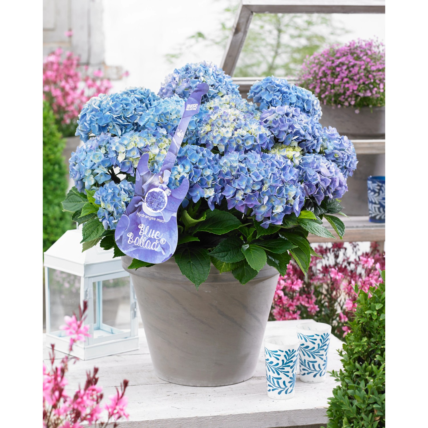 GROW by OBI Bauernhortensie 'Blue Ballad' Topf-Ø ca. 20cm Hydrangea