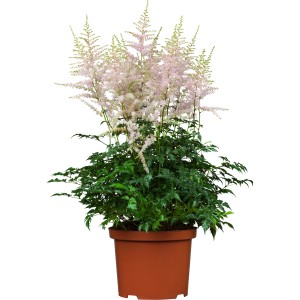 Prachtspiere Younique Hellrosa im Topf, ca. 60 cm hoch. Astilbe mit zartrosa Blüten.